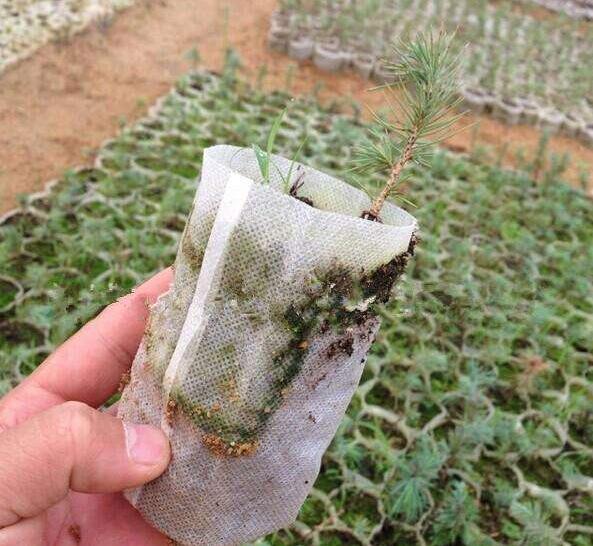 育苗袋无纺布的好处有哪些