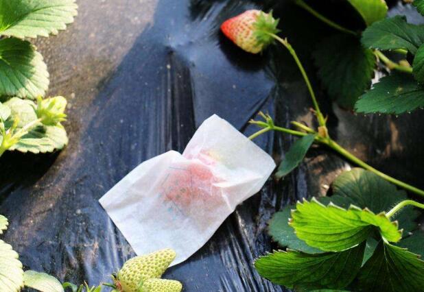 种植草莓新技术